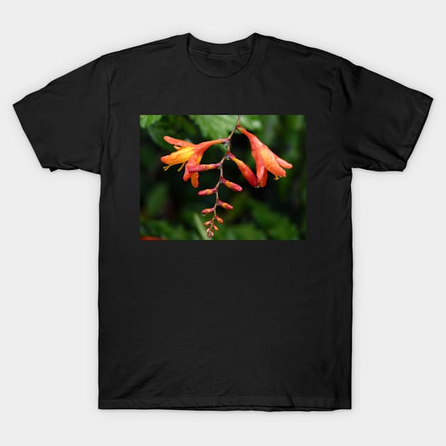 Montbretia T-Shirt by FollowHedgehog